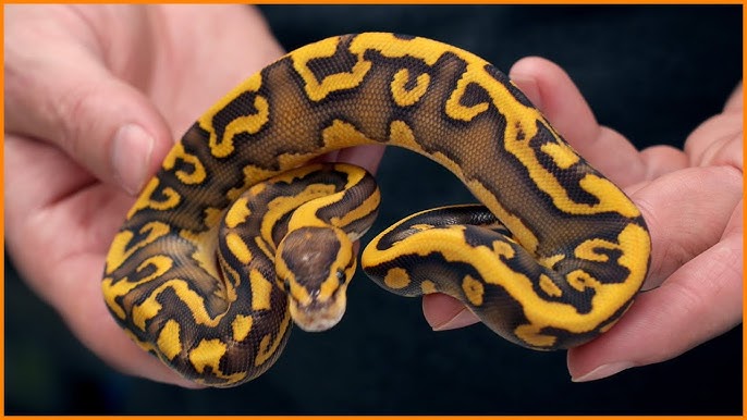 A man holding his pet Ball Python in his hands
